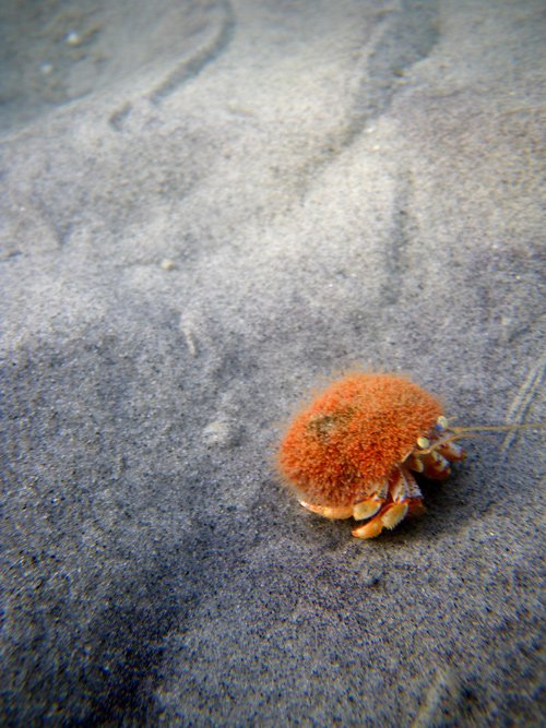 Orange Crab 1
