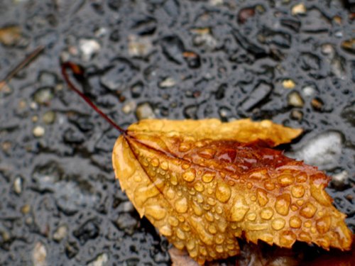 Wet Leaf 1