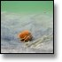 Orange Crab 2