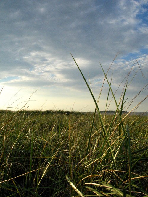 Crane's Plain