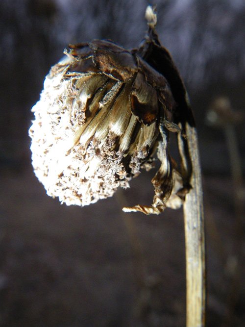 Dried Flower