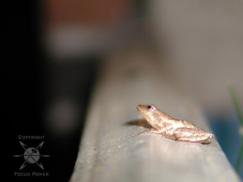 Petite Grenouille