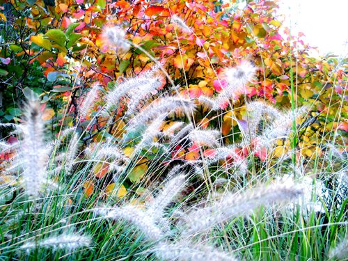 Mt. Auburn Willows