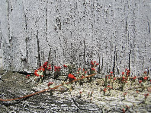 Mutti's Mushrooms