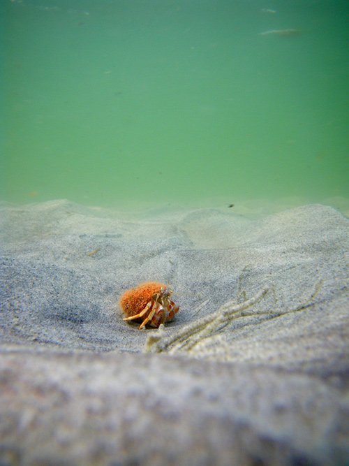Orange Crab 2