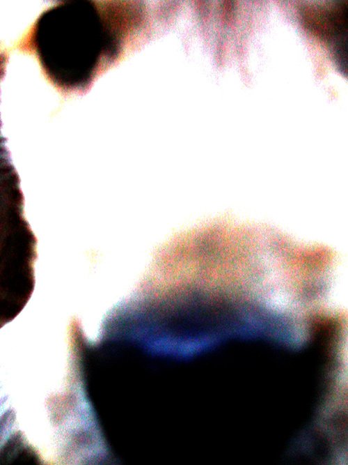Tessa Pup
