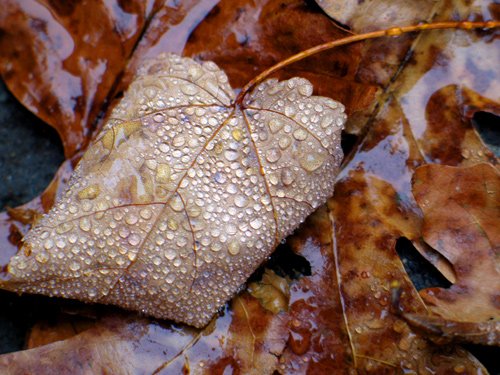 Wet Leaf 2